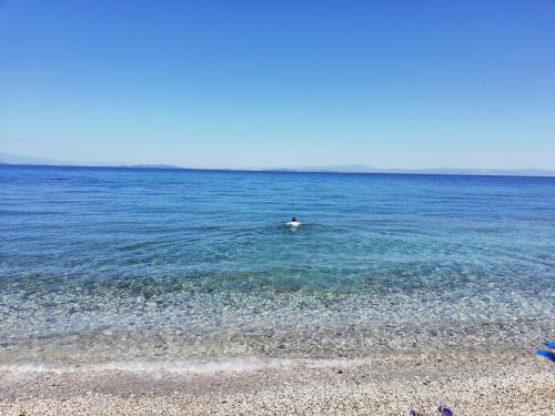 Fotis | Skala Neon Kidonion