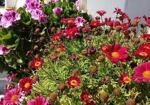 Angeliki Studio and Apartment