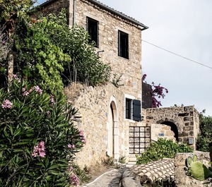 Positivespace Olive Tree 