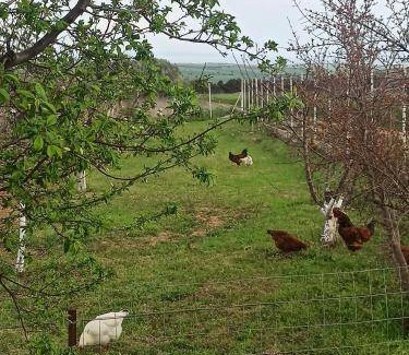 Nea Propontida Bed & Breakfast | 22 m² Bed and breakfast ∙ 1 bedroom ∙ 3 guests