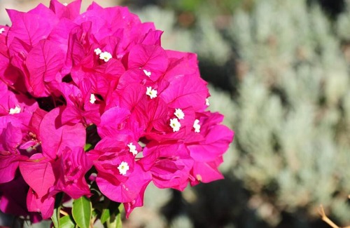 Naxos Apartment | Glyfada Veranda with Sea View