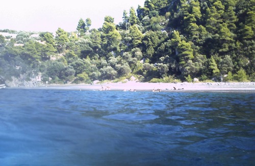 Mantoudi-Limni-Agia Anna House | beautiful house inside forrest with sea view. Paradise