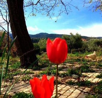 Vergina House | Evridiki