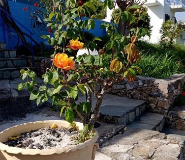 Armenoi Apartment | Stefanos Garden