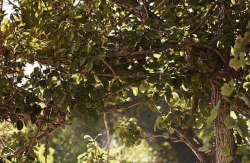 Tzamarelata Villa | This is an extraordinary house that owes much of its charm to a bygone age.