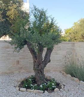 Kalyves Villa | Villa Terra Nuova