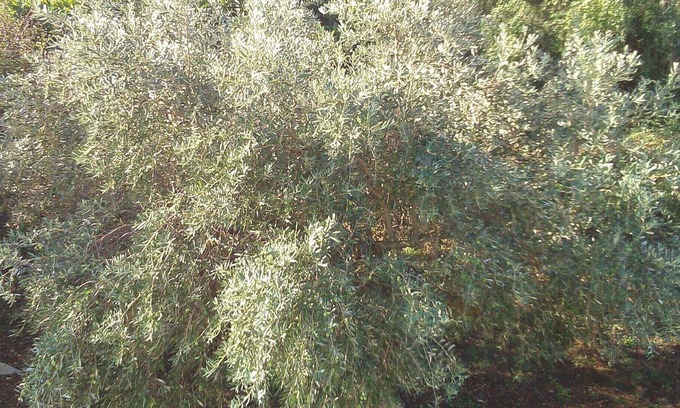 Pesada House | Farm Georgia , Your Chance to discover Ionian beauty !!!!