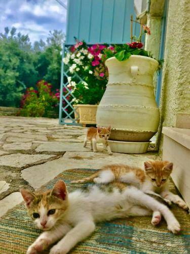 Photo of Others in Agios Nikitas