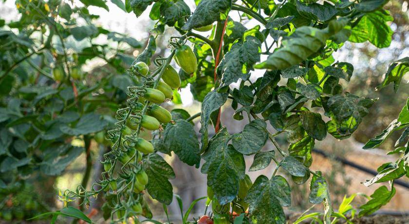 Photo of Others in Argassi