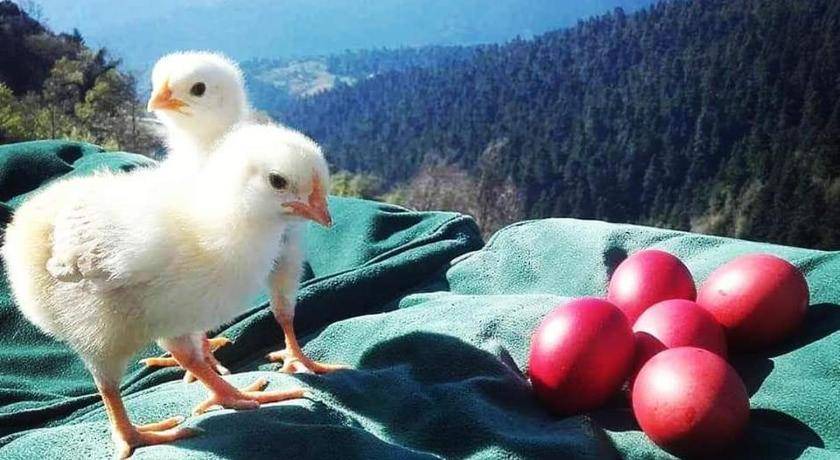 Photo of Others in Karpenisi