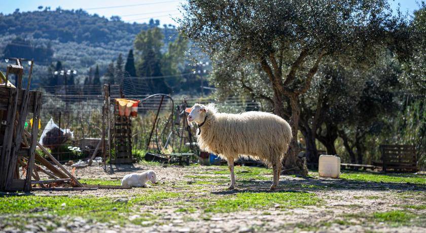 Photo of Others in Argassi