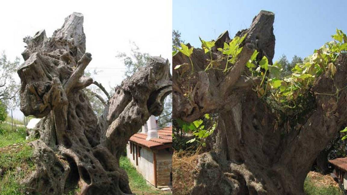 Photo of Others in South Pelion