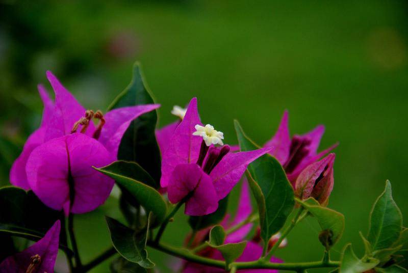 Photo of Outdoor in Ialyssos