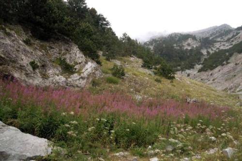Photo of Others in Katerini