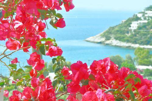 Photo of Others in Salamis