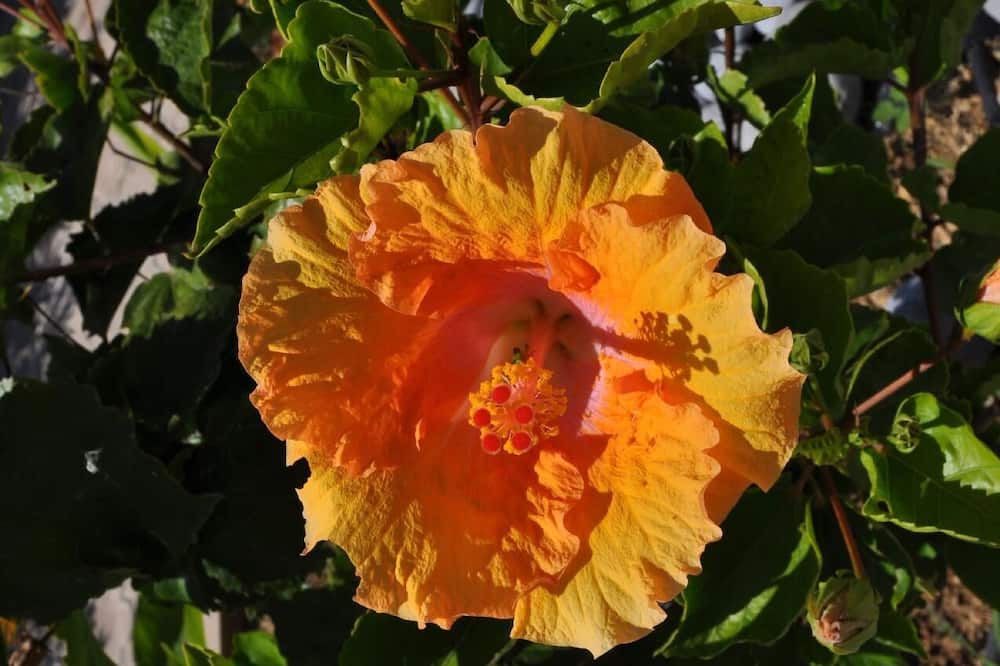 Photo of Outdoor in Old Hersonissos