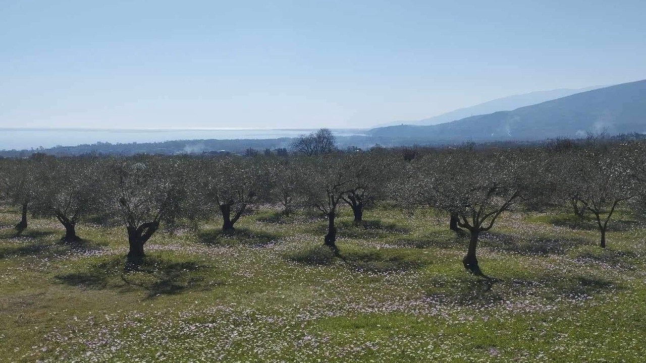 Photo of Outdoor in Leptokaria