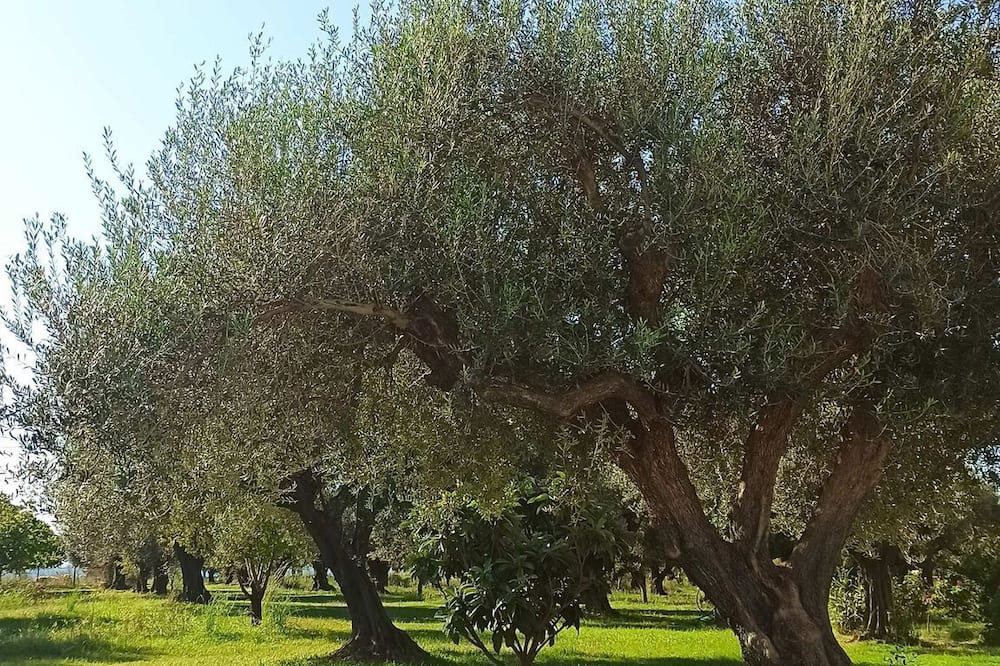 Photo of Outdoor in Gefira Mpania