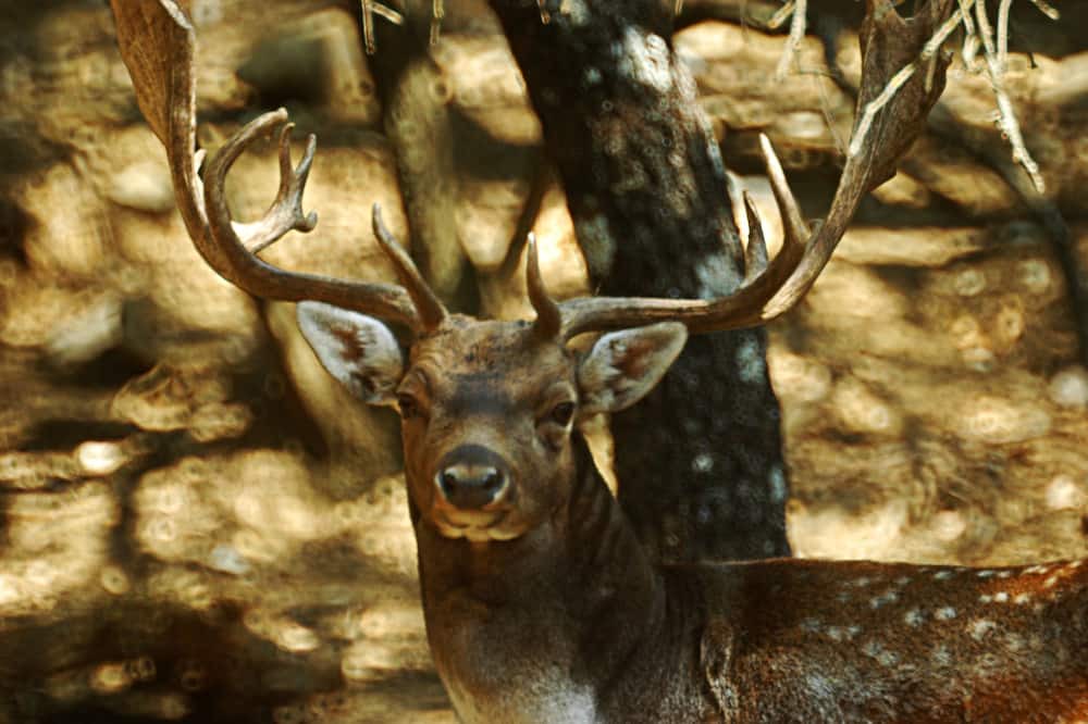 Photo of Outdoor in Konitsa