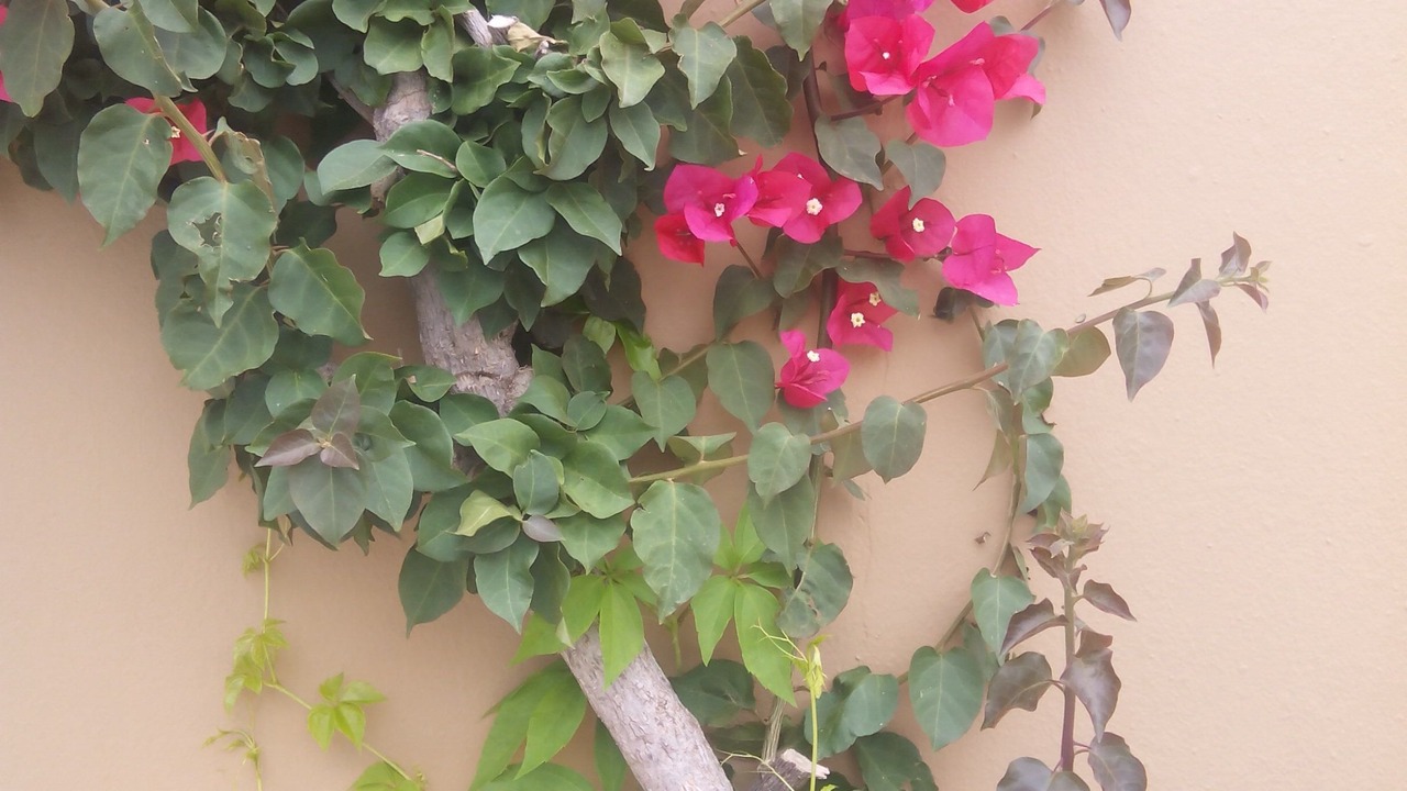 Photo of Outdoor in Koutouloufari