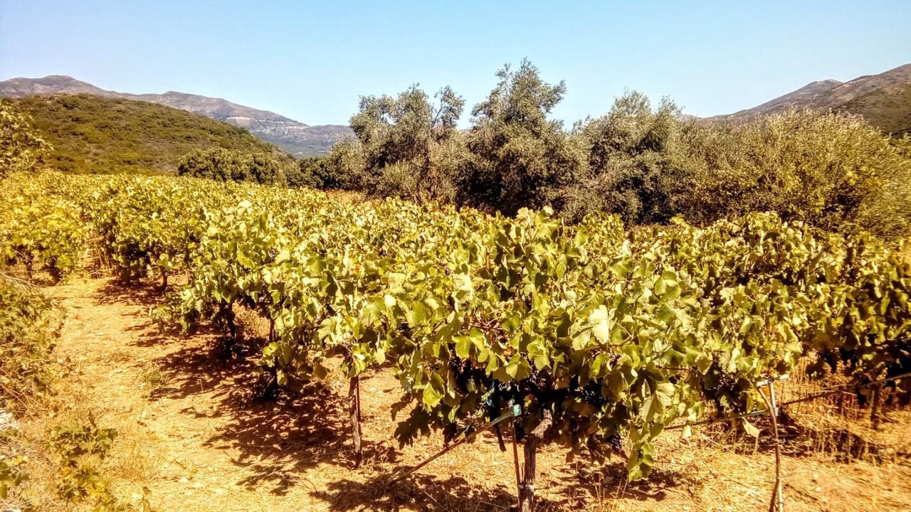 Photo of Outdoor in Strovles