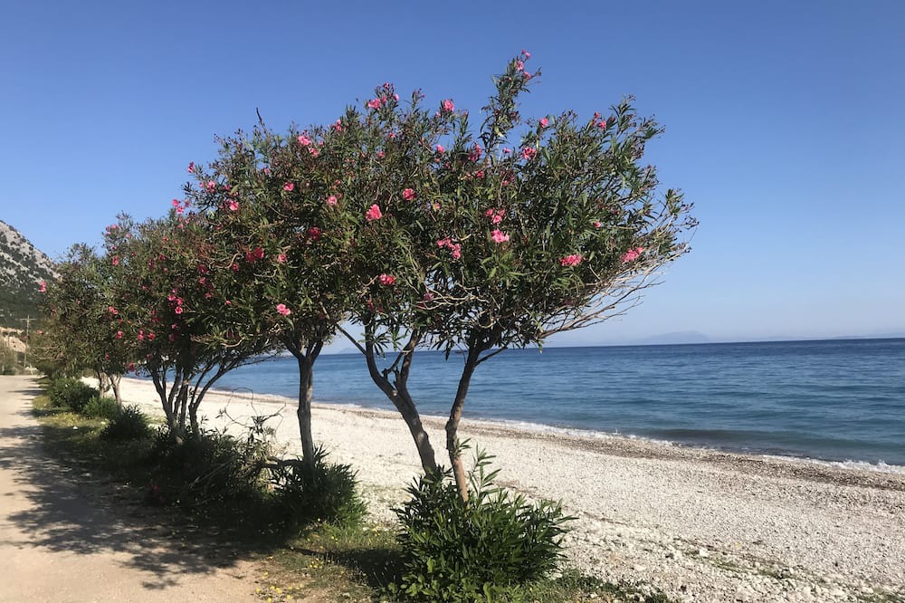 Photo of Others in Poros