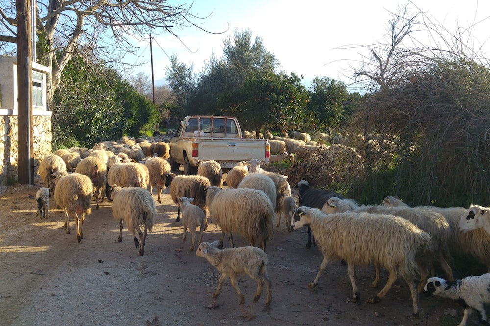 Photo of Outdoor in Apokoronas
