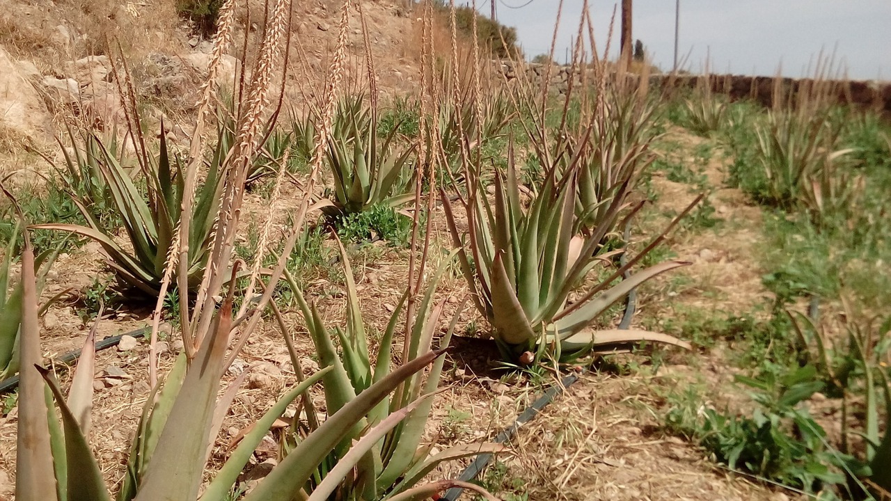 Photo of Outdoor in Agios Georgios