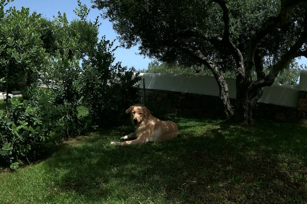 Photo of Outdoor in Old Hersonissos