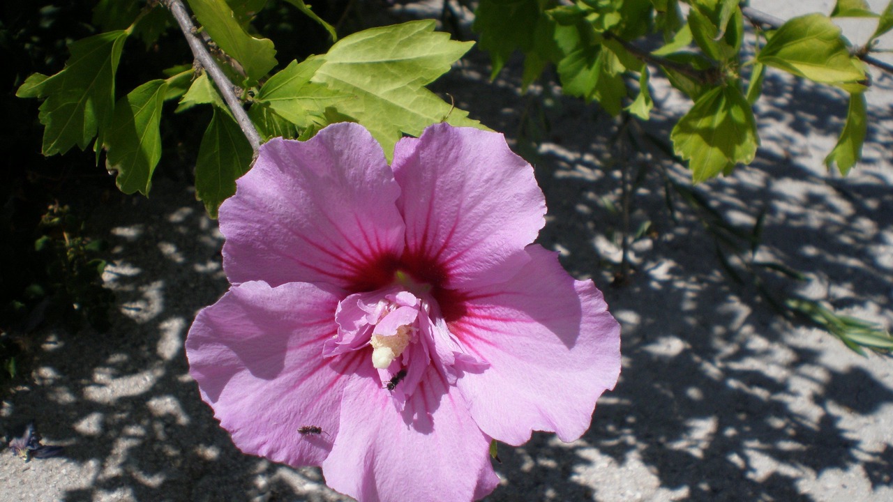 Photo of Outdoor in Mesovounia