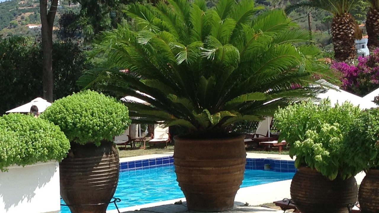 Photo of Outdoor in Skopelos