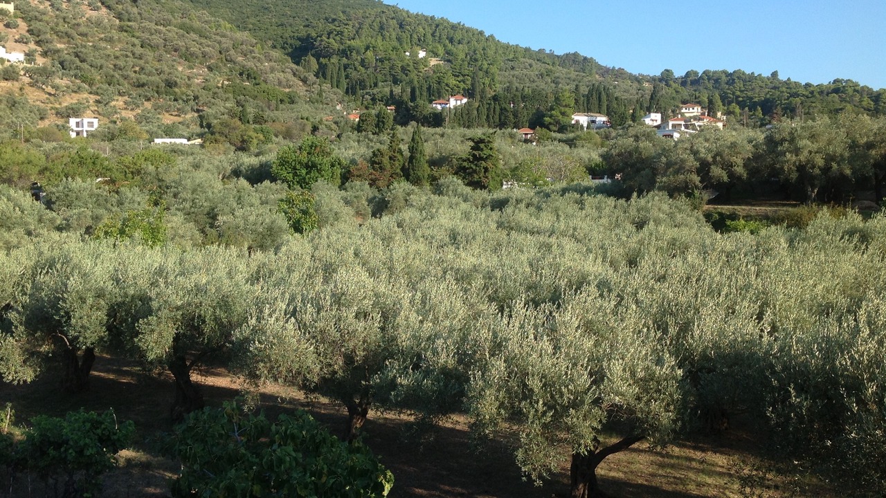Photo of Others in Skopelos