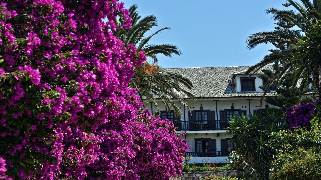 Photo of Outdoor in Skopelos