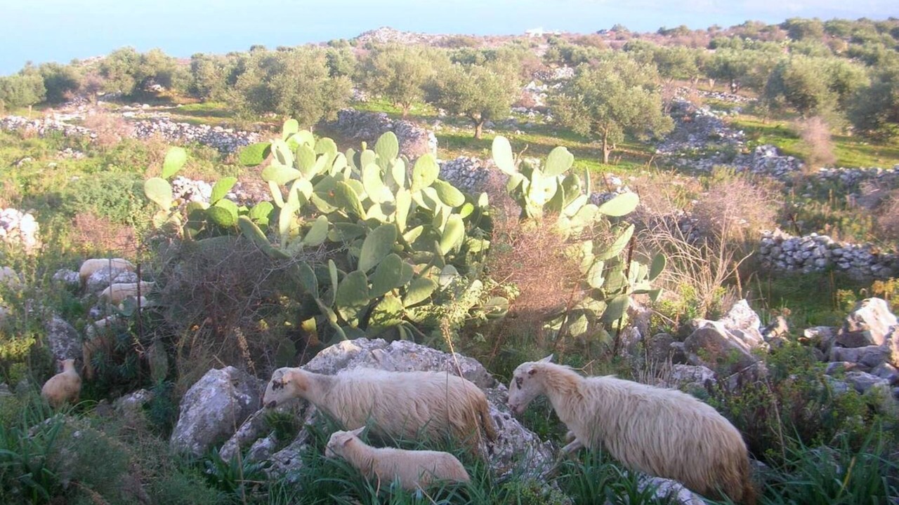 Photo of Outdoor in Kefalas