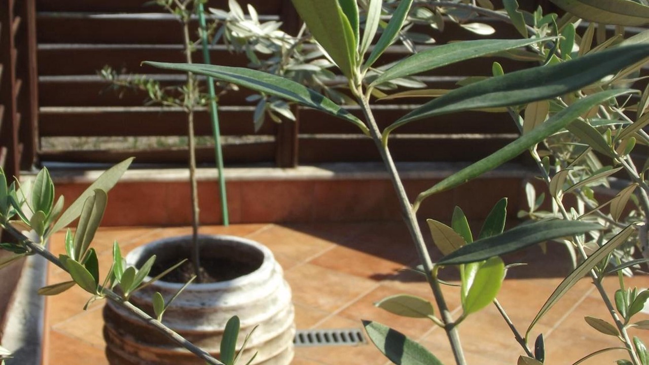 Photo of Patio Balcony in Leptokaria