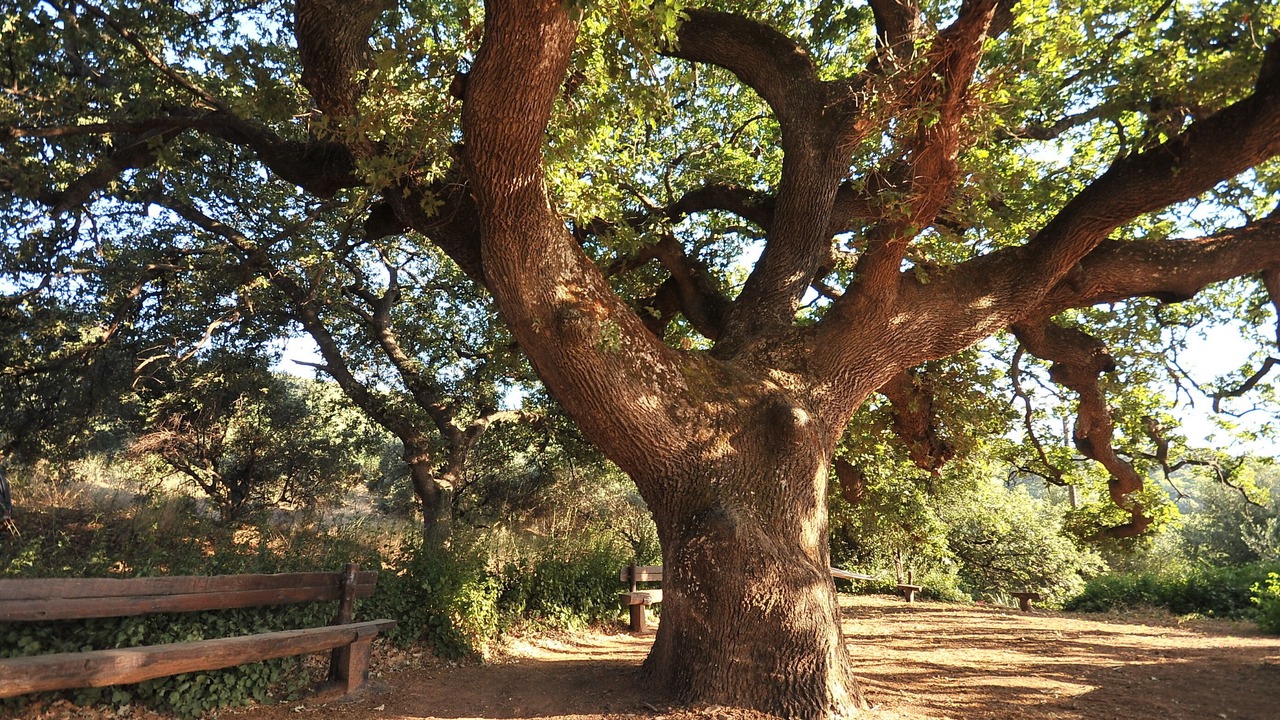Photo of Outdoor in Platanias