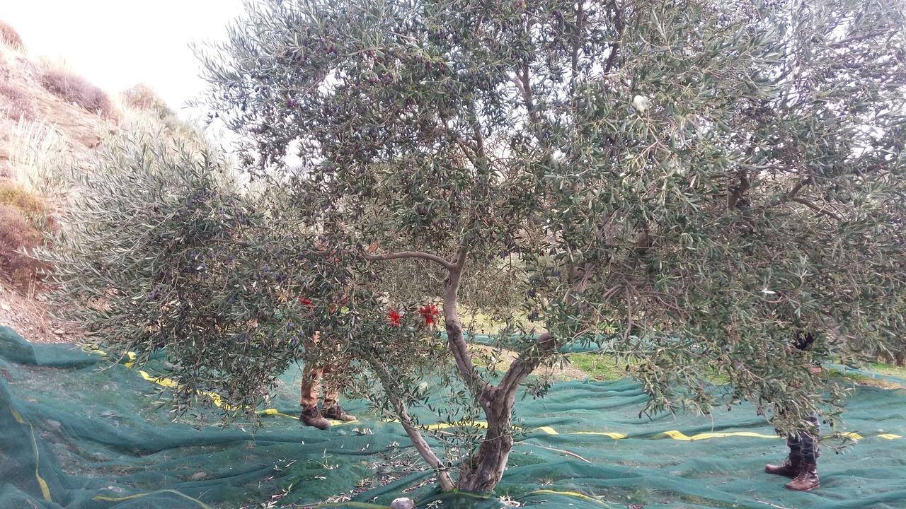 Photo of Outdoor in Dhrimiskos