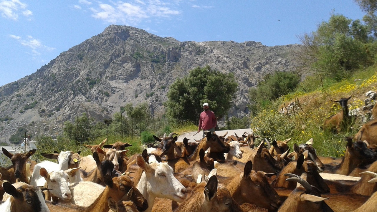 Photo of Others in Dhrimiskos