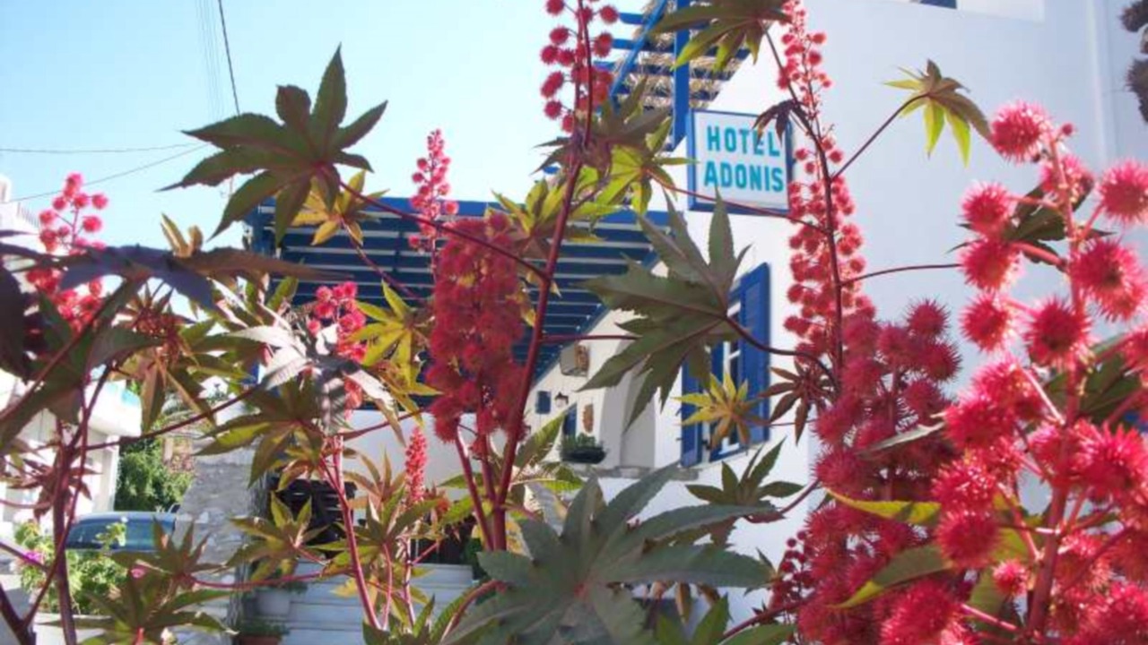 Photo of Outdoor in Apollonas