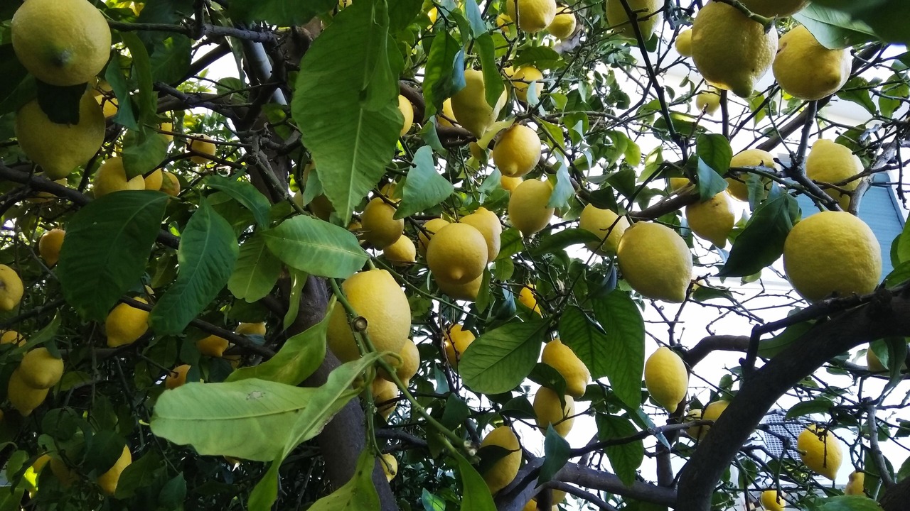 Photo of Outdoor in Mytilene
