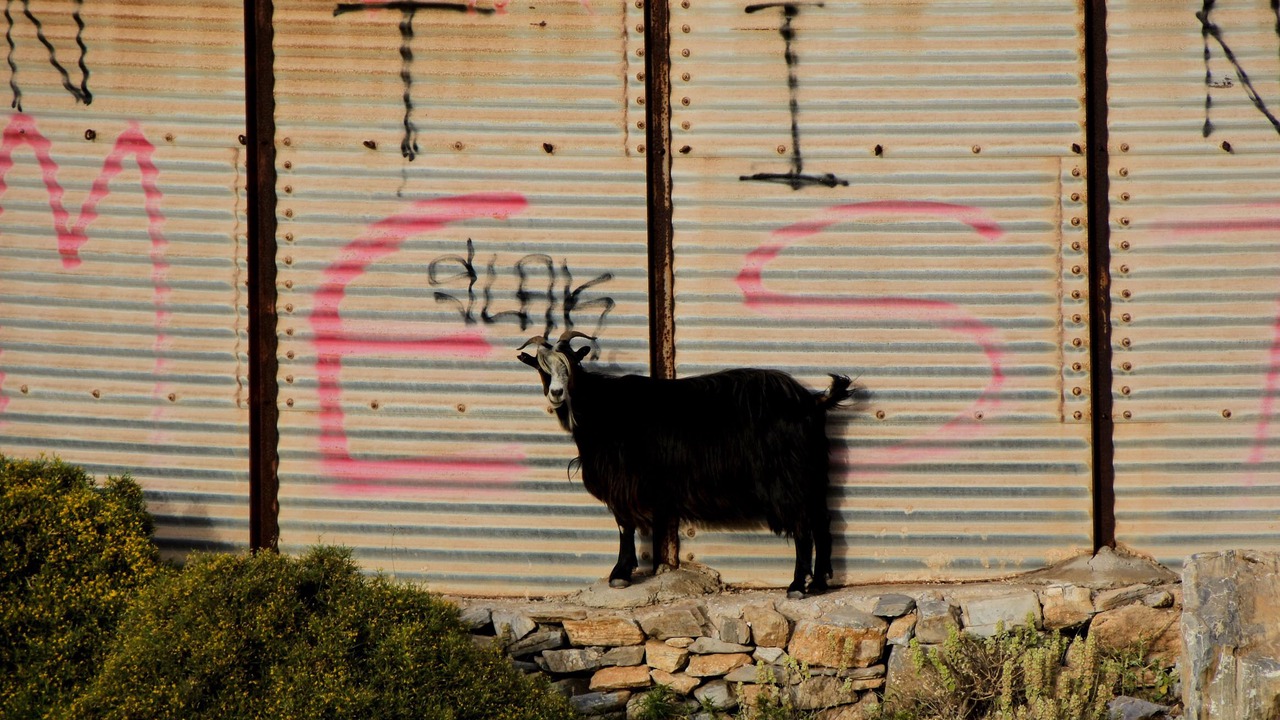 Photo of Others in Amorgos