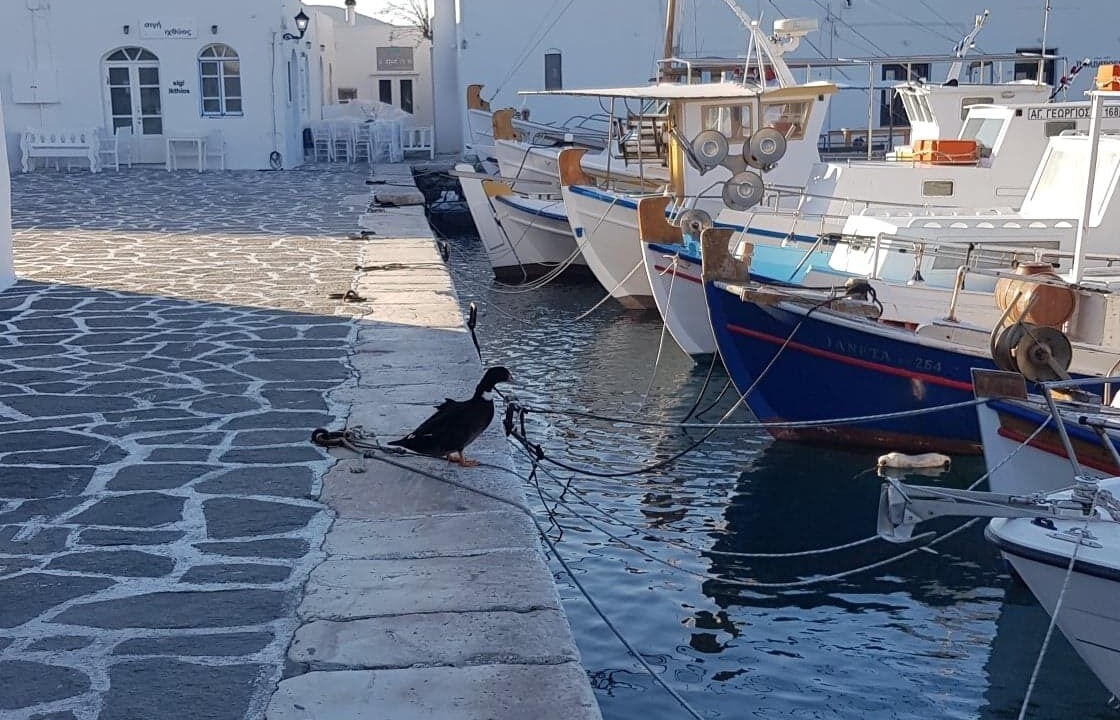 Photo of Others in Antiparos