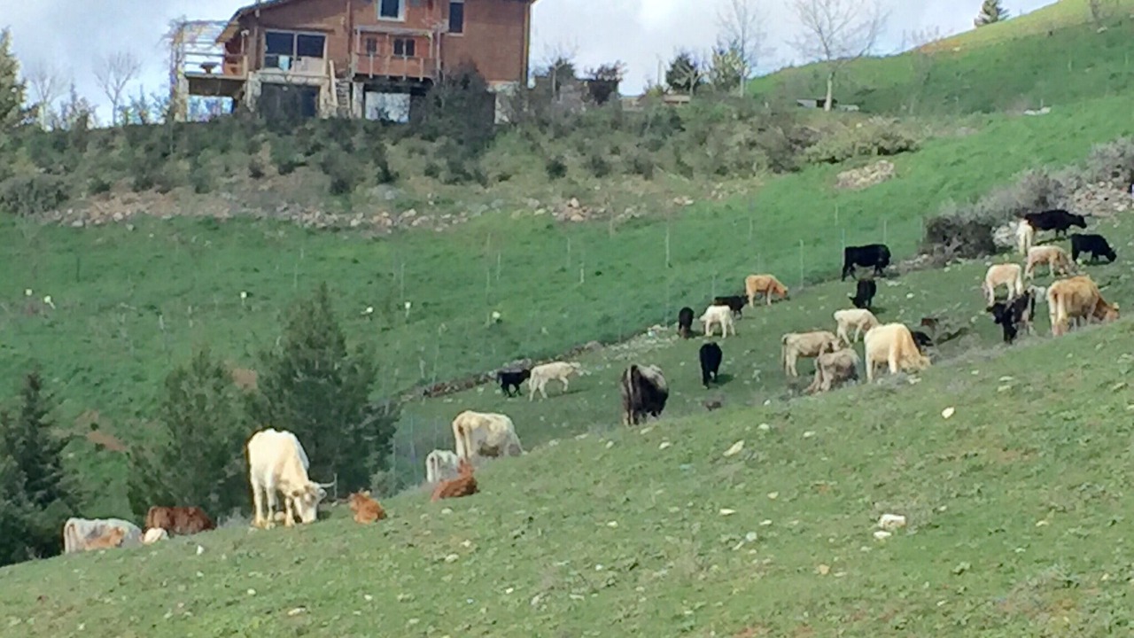 Photo of Others in Kalavrita
