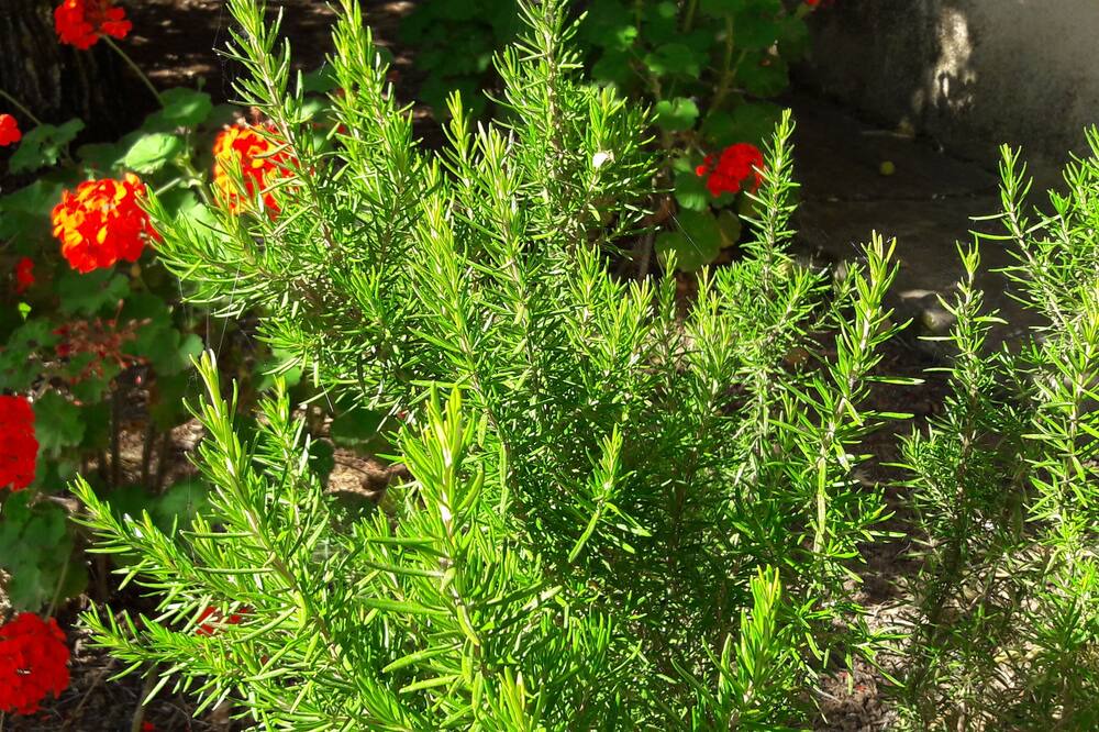 Photo of Outdoor in Leivathos