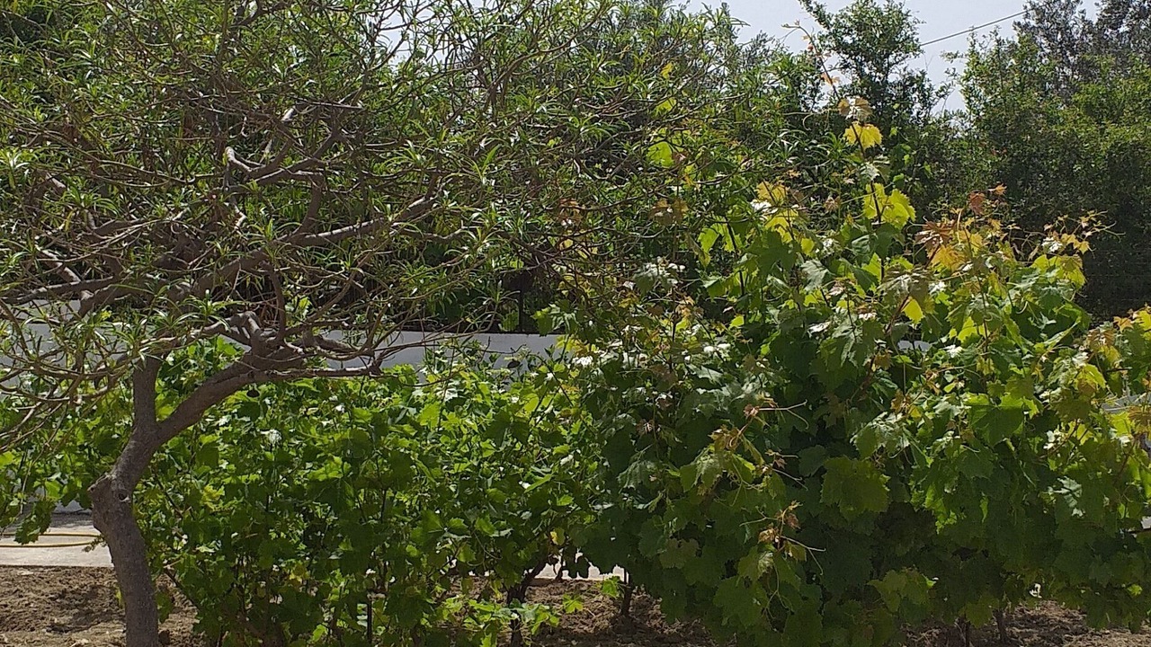 Photo of Outdoor in Faliraki