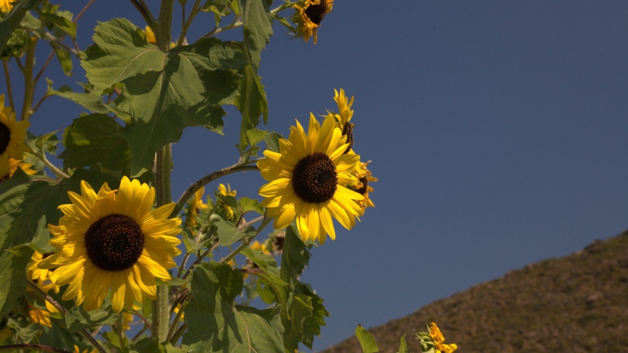 Photo of Outdoor in Sapsila