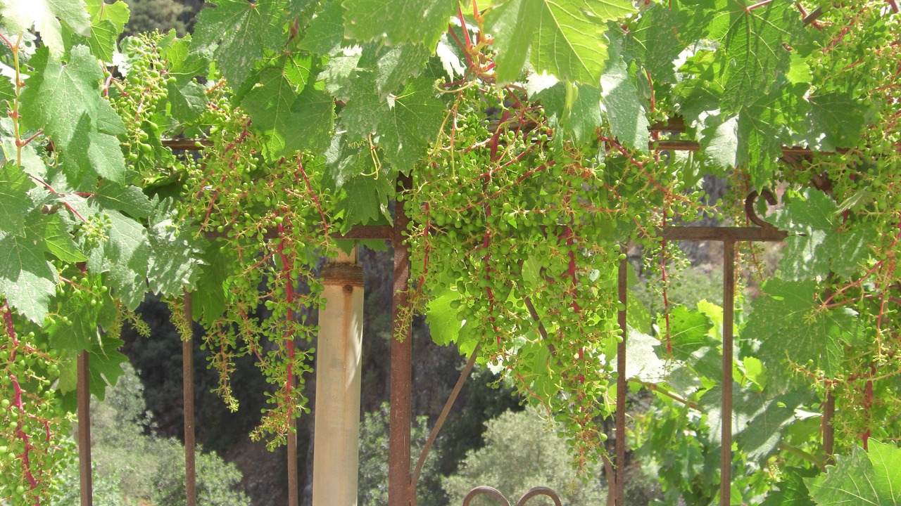 Photo of Patio Balcony in Vafes