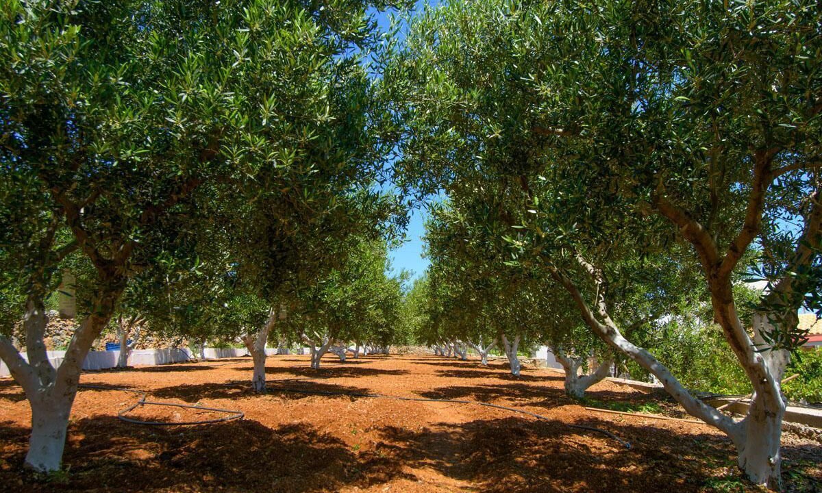 Photo of Outdoor in Agios Nikolaos