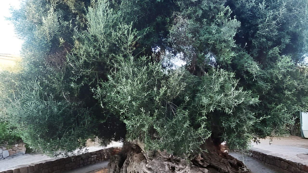 Photo of Outdoor in Ano Vouves