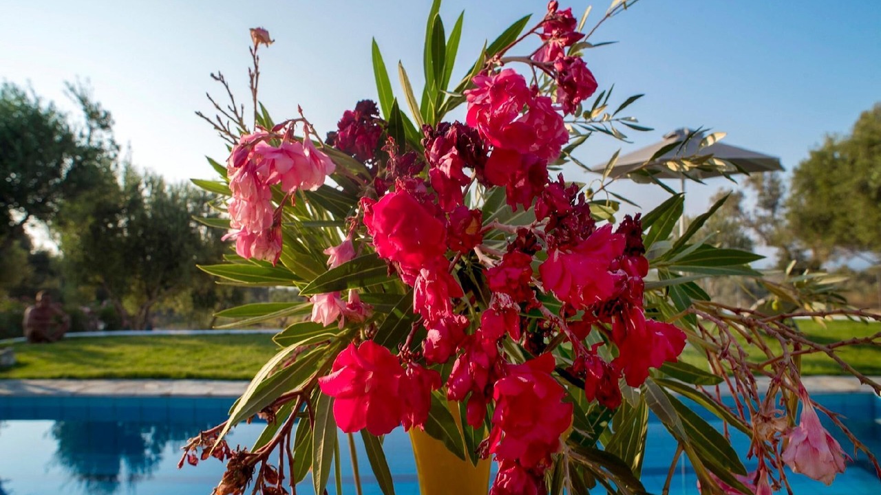 Photo of Outdoor in Kirianna